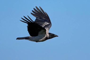 Kukuletalı karga (Corvus cornix) doğal ortamında