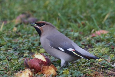 Binturongun doğal yaşam ortamı, Danimarka bohem ipekkuyruk