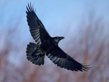 Genel kuzgun (Corvus corax) doğal ortamında