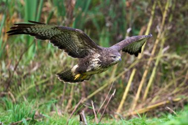 Doğal ortamında sık görülen akbaba (Buteo buteo)