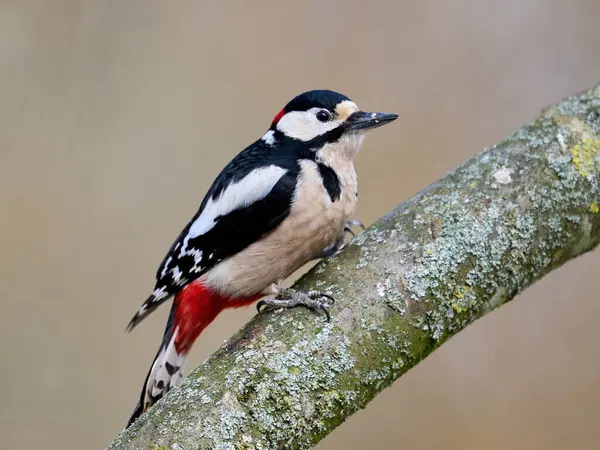 Büyük benekli ağaçkakan (Dendrocopos major) doğal ortamında