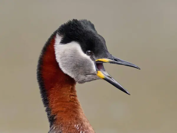 Red Necked Grebe Podiceps Grisegena Its Natural Environment Royalty Free Stock Photos