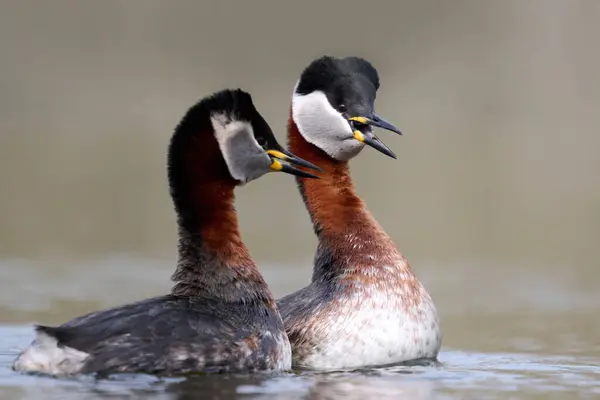 Red Necked Grebe Podiceps Grisegena Its Natural Environment Royalty Free Stock Images