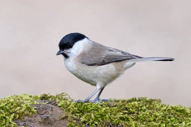 Marsh tit (Poecile palustris) in its natural environment