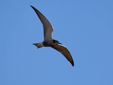 Siyah deniz feneri (Chlidonias niger) doğal ortamında