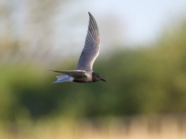 Siyah deniz feneri (Chlidonias niger) doğal ortamında