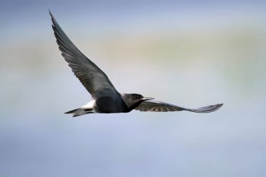 Siyah deniz feneri (Chlidonias niger) doğal ortamında