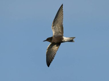 Black tern (Chlidonias niger) in its natural environment