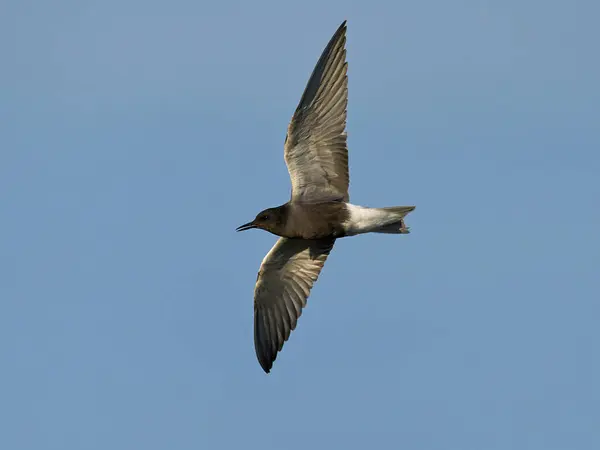 Black Tern Chlidonias Niger Its Natural Environment Stock Picture