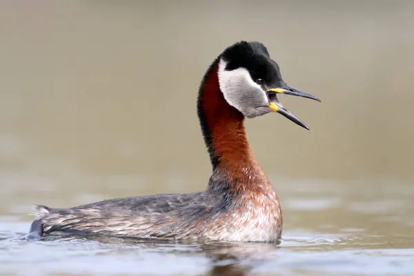 Red Necked Grebe Podiceps Grisegena Its Natural Environment Stock Photo