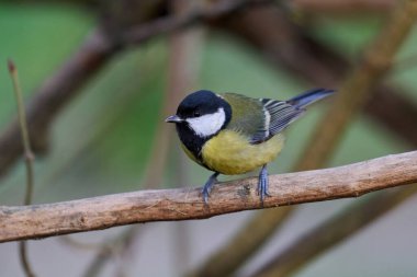 Great tit (Parus major) in its natural habitat