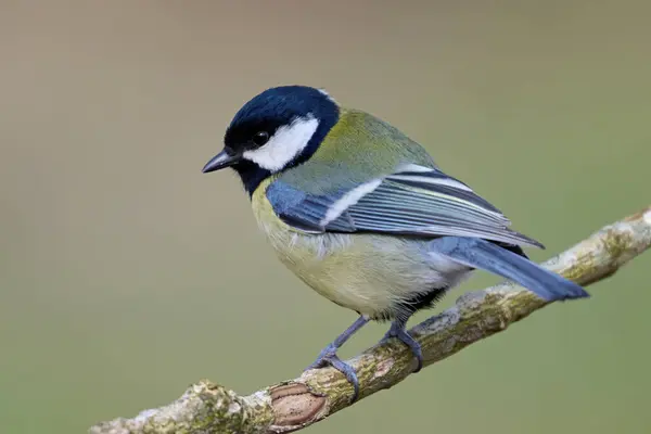 Great Tit Parus Major Its Natural Environment Obrazek Stockowy