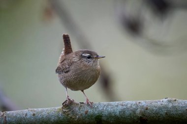 Avrasya çalıkuşu (Troglodit trogloditleri) doğal ortamında