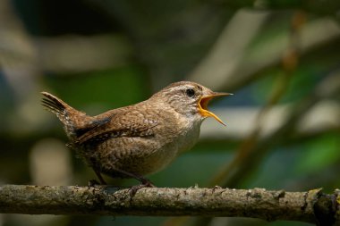 Avrasya çalıkuşu (Troglodit trogloditleri) doğal ortamında