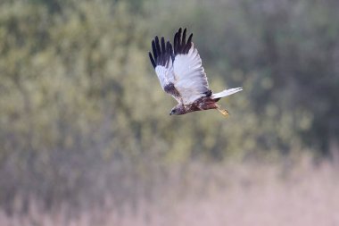 Western marsh harrier (Circus aeruginosus) in its natural environment
