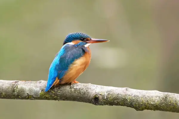 Common Kingfisher Alcedo Atthis Its Natural Environment Stock Photo