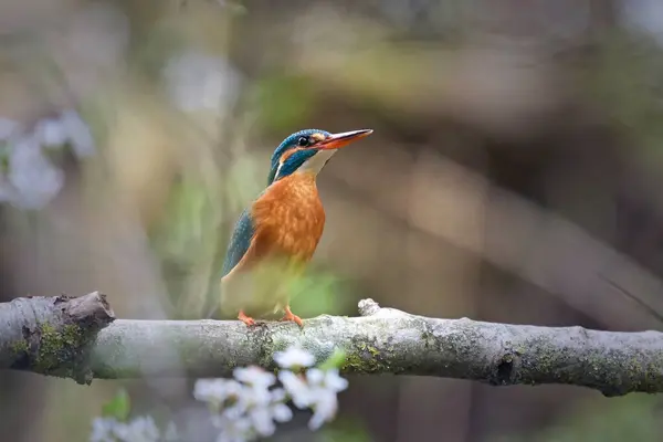 Common Kingfisher Alcedo Atthis Its Natural Environment Royalty Free Stock Photos