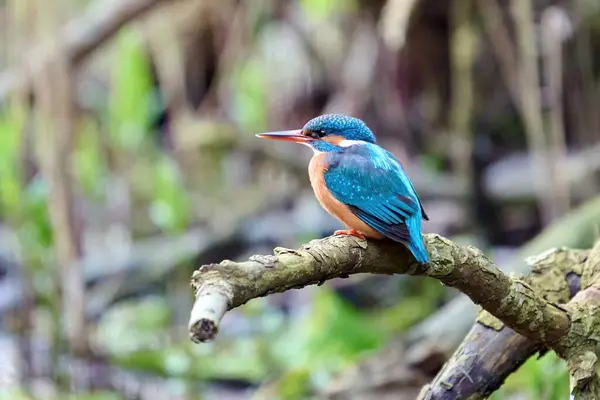 Doğal Ortamında Ortak Kingfisher Alcedo Stok Fotoğraf