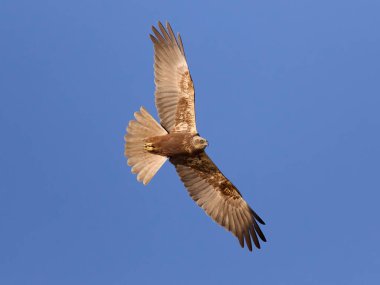 Western marsh harrier (Circus aeruginosus) in its natural environment