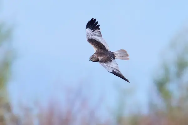 Doğal Ortamında Bataklık Harrier Circus Aeruginosus Telifsiz Stok Fotoğraflar