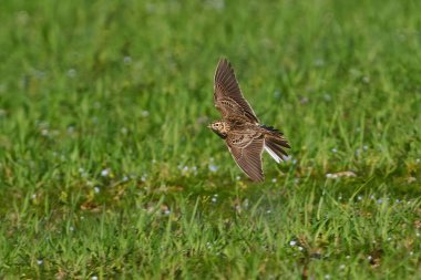 Avrasya tarlakuşunun doğal yaşam alanı