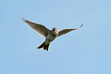 Avrasya tarlakuşunun doğal yaşam alanı