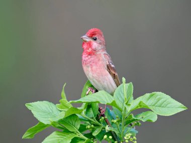 Genel gül ağacı (Carpodacus erythrinus) doğal ortamında