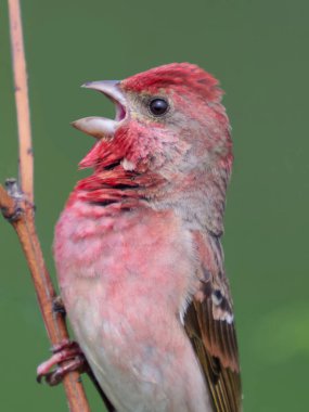 Genel gül ağacı (Carpodacus erythrinus) doğal ortamında