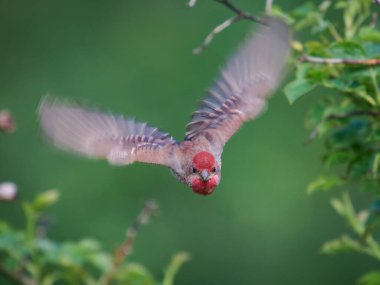 Genel gül ağacı (Carpodacus erythrinus) doğal ortamında