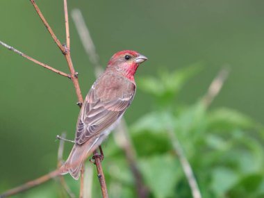 Genel gül ağacı (Carpodacus erythrinus) doğal ortamında