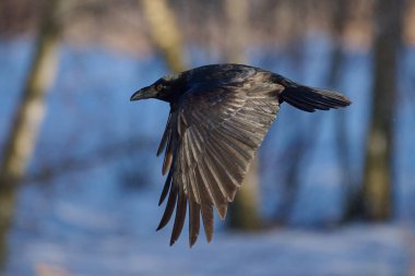 Genel kuzgun (Corvus corax) doğal ortamında