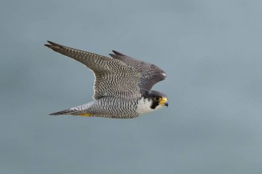Peregrine Falcon (Falco peregrinus) doğal ortamında