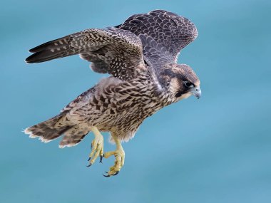 Genç Peregrine Şahini (Falco peregrinus) doğal ortamında