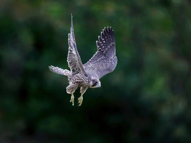 Genç Peregrine Şahini (Falco peregrinus) doğal ortamında