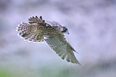Genç Peregrine Şahini (Falco peregrinus) doğal ortamında