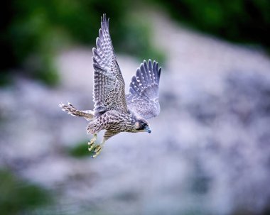 Genç Peregrine Şahini (Falco peregrinus) doğal ortamında