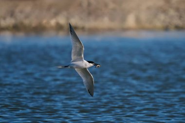 Doğal ortamında sandiviç tern (Thalasseus sandvicensis)