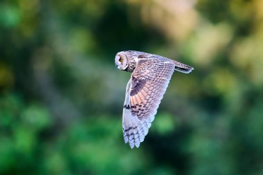 Doğal ortamında uzun kulaklı baykuş (Asio otus)