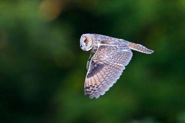Doğal ortamında uzun kulaklı baykuş (Asio otus)