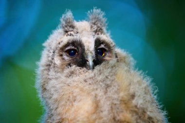 Genç kulaklı baykuş (Asio otus) doğal ortamında