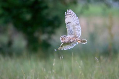 Doğal ortamında uzun kulaklı baykuş (Asio otus)