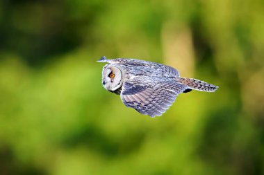 Doğal ortamında uzun kulaklı baykuş (Asio otus)