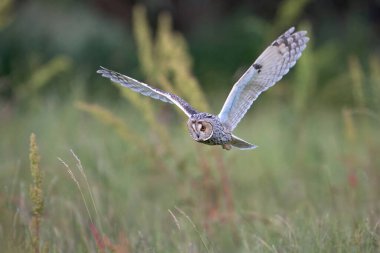 Doğal ortamında uzun kulaklı baykuş (Asio otus)