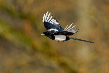 Doğal ortamında Avrasya saksağanı