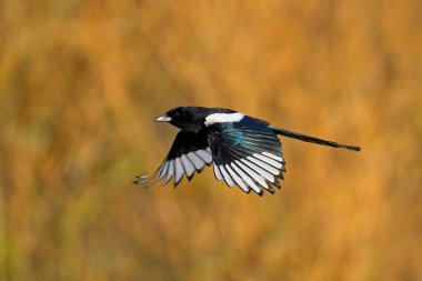 Doğal ortamında Avrasya saksağanı