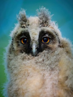 Genç kulaklı baykuş (Asio otus) doğal ortamında