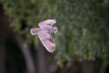 Doğal ortamında uzun kulaklı baykuş (Asio otus)