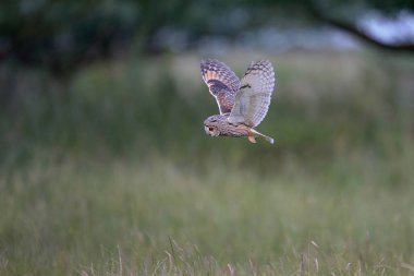 Doğal ortamında uzun kulaklı baykuş (Asio otus)
