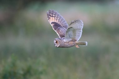Doğal ortamında uzun kulaklı baykuş (Asio otus)