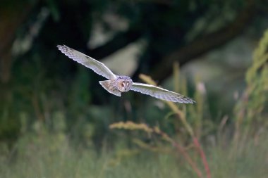 Doğal ortamında uzun kulaklı baykuş (Asio otus)